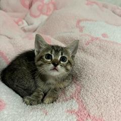 Enlarge Honey, a Adoptable Domestic Short Hair in Baytown, TX image 6/6