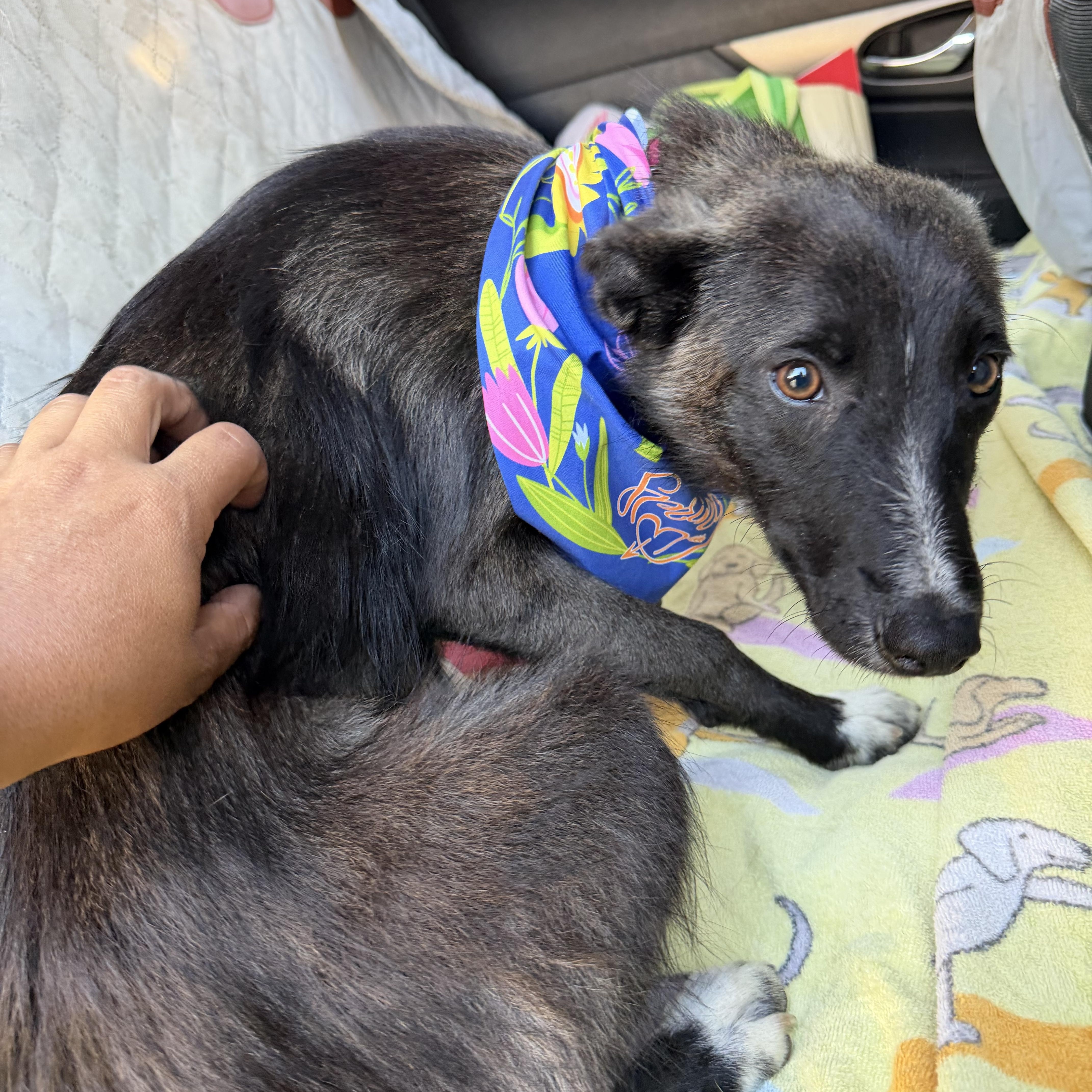Enlarge Josie, a ADOPTABLE mixed breed in Santa Barbara, CA image 2/6