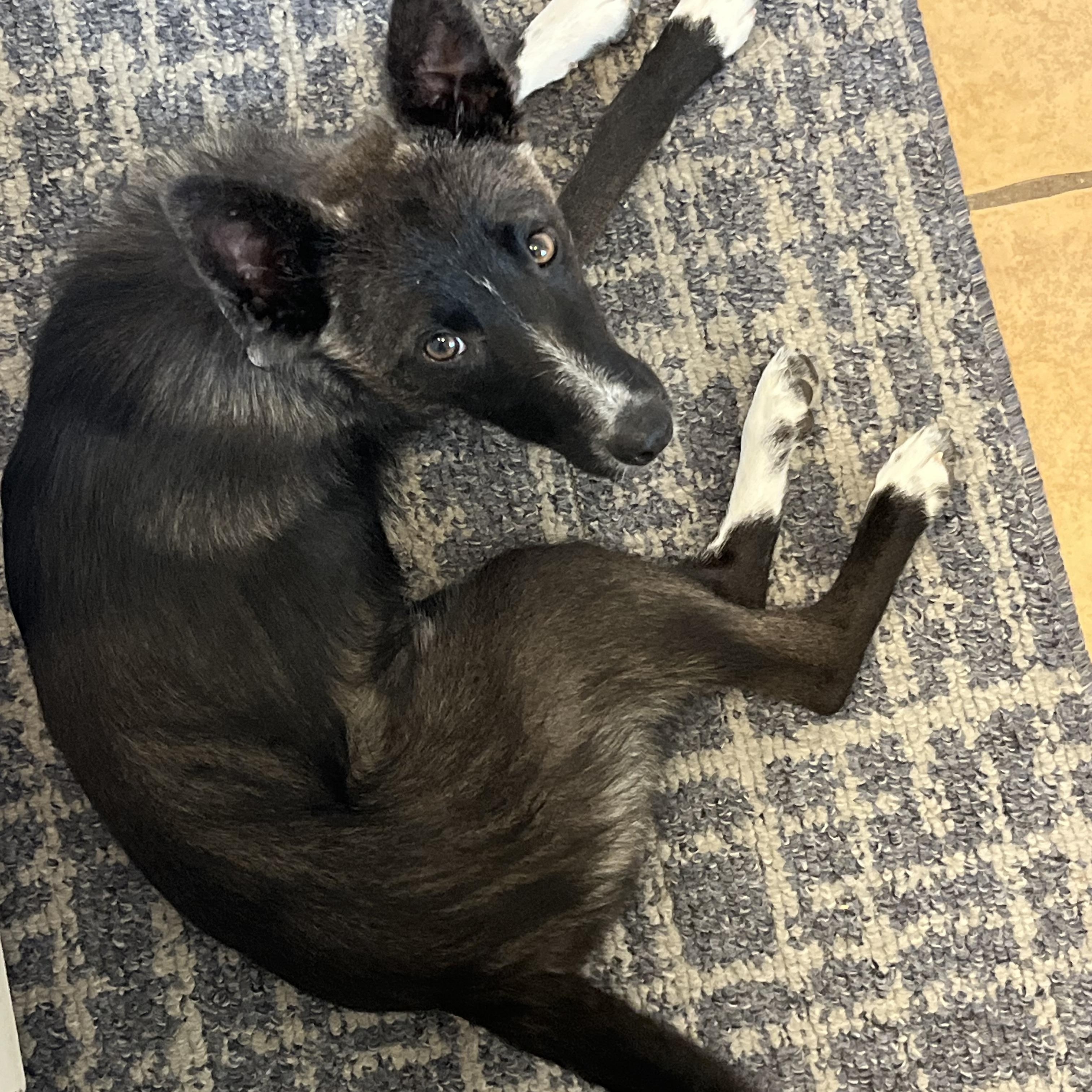 Enlarge Josie, a ADOPTABLE mixed breed in Santa Barbara, CA image 3/6
