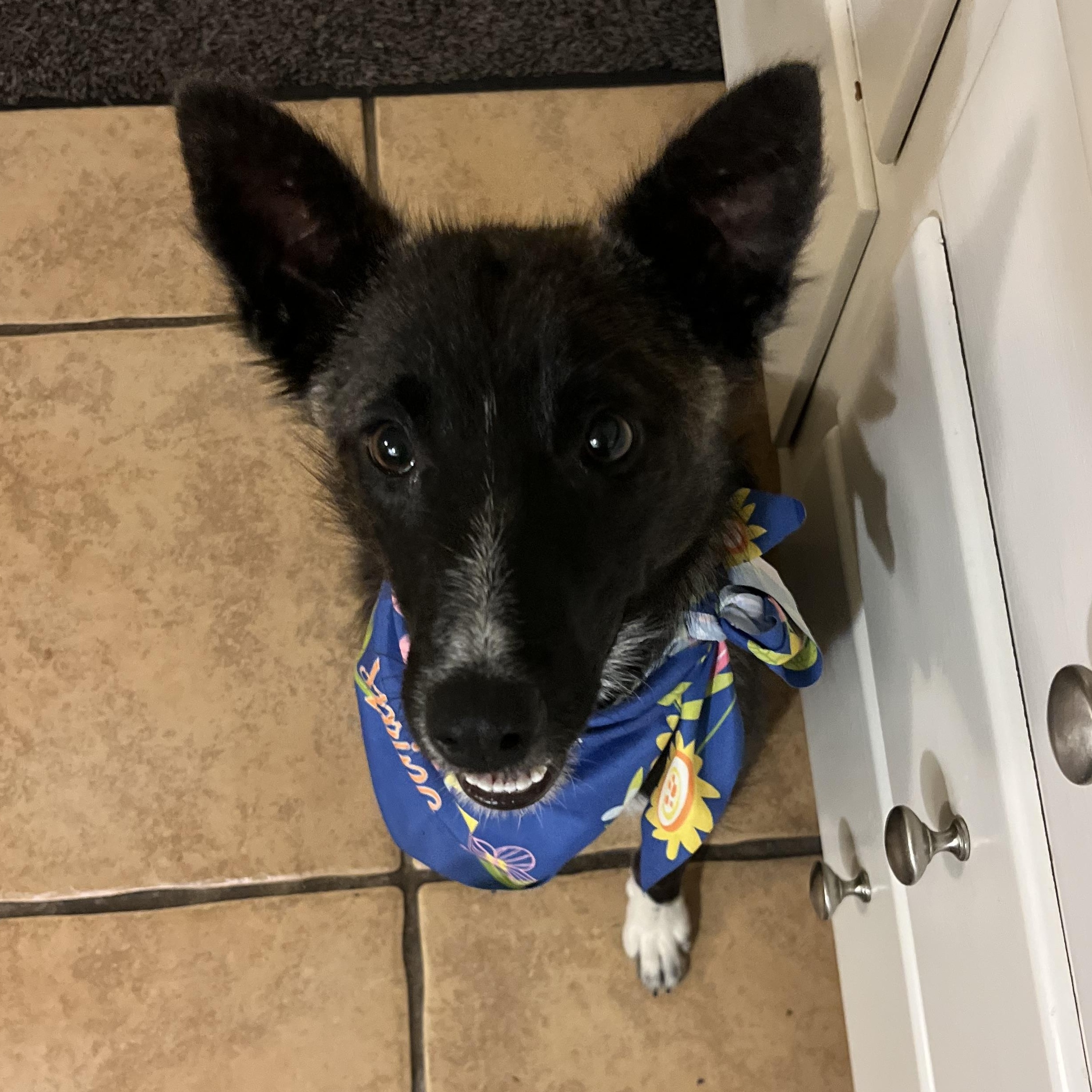 Enlarge Josie, a ADOPTABLE mixed breed in Santa Barbara, CA image 1/6