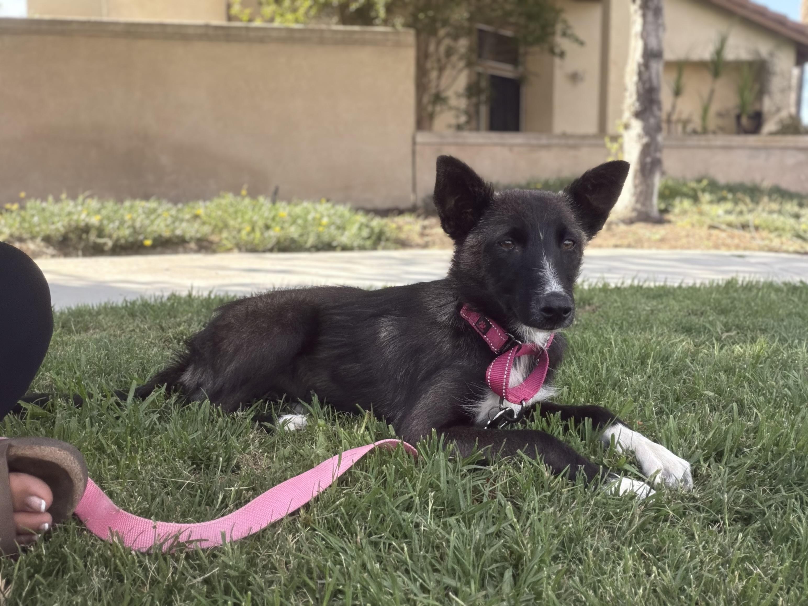 Enlarge Josie, a ADOPTABLE mixed breed in Santa Barbara, CA image 5/6