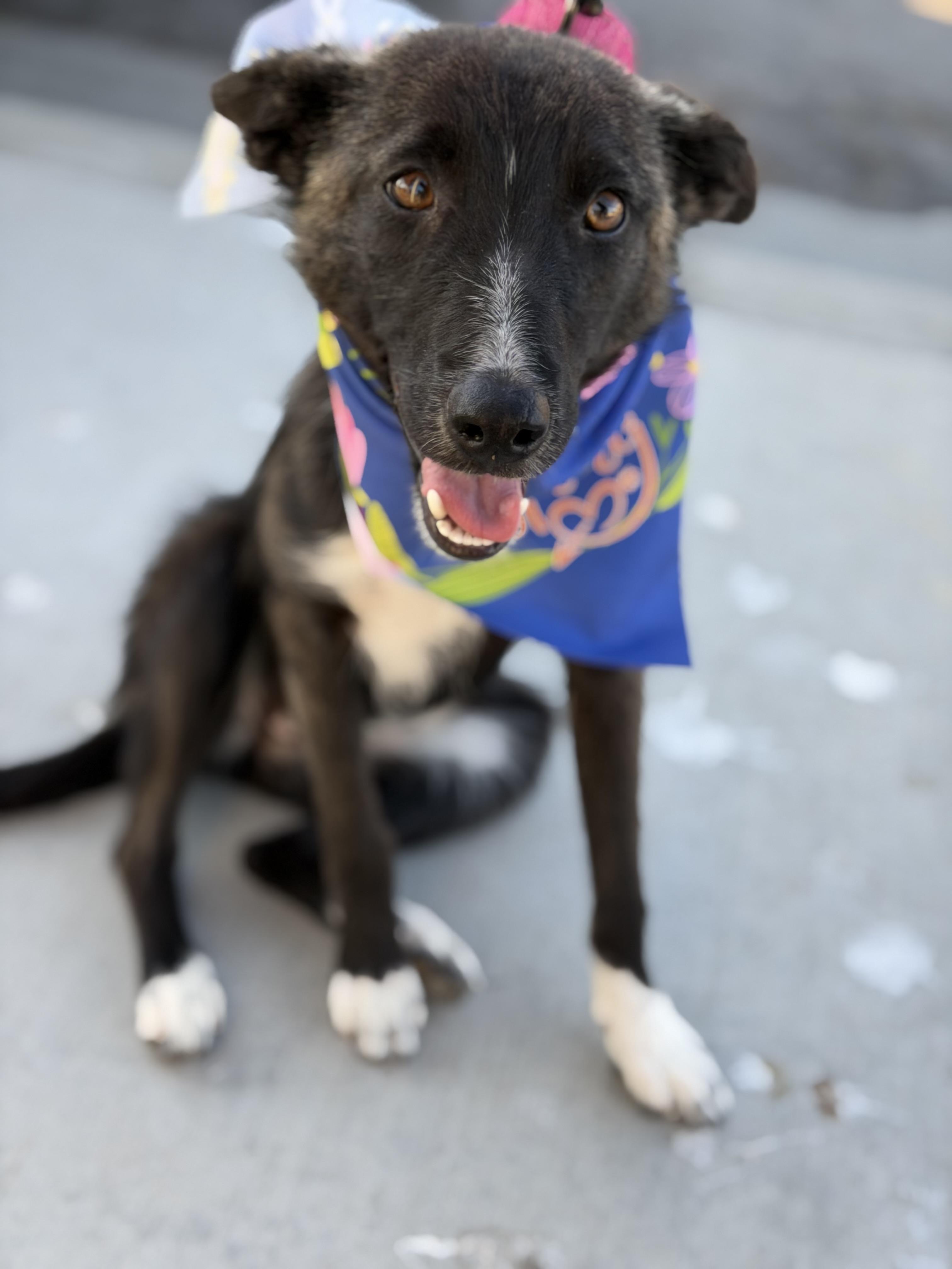 Enlarge Josie, a ADOPTABLE mixed breed in Santa Barbara, CA image 4/6