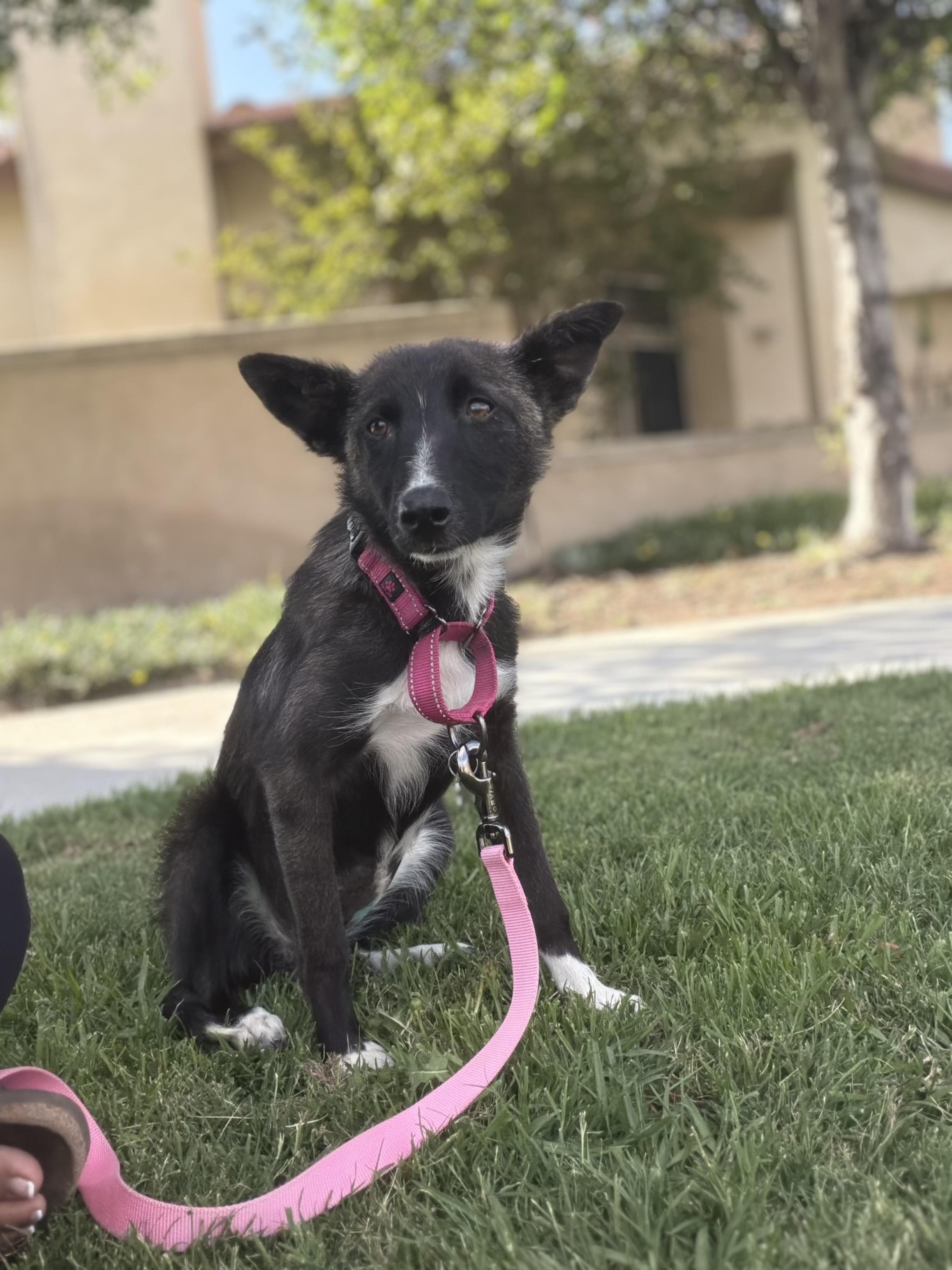 Enlarge Josie, a ADOPTABLE mixed breed in Santa Barbara, CA image 6/6