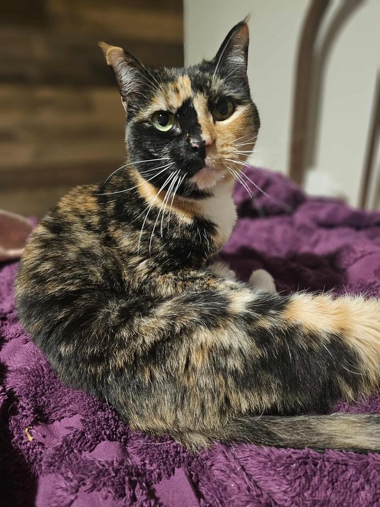 Luna, Adoptable, Senior Female Domestic Short Hair.