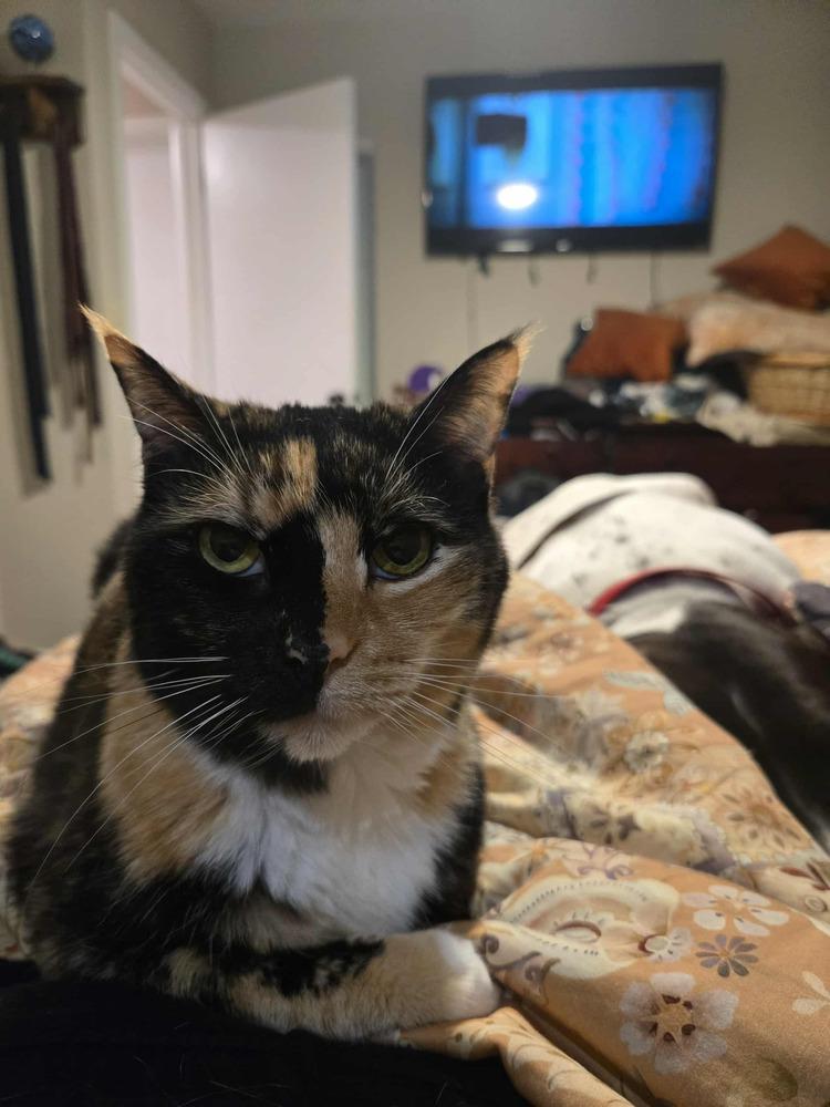 Luna, Adoptable, Senior Female Domestic Short Hair.