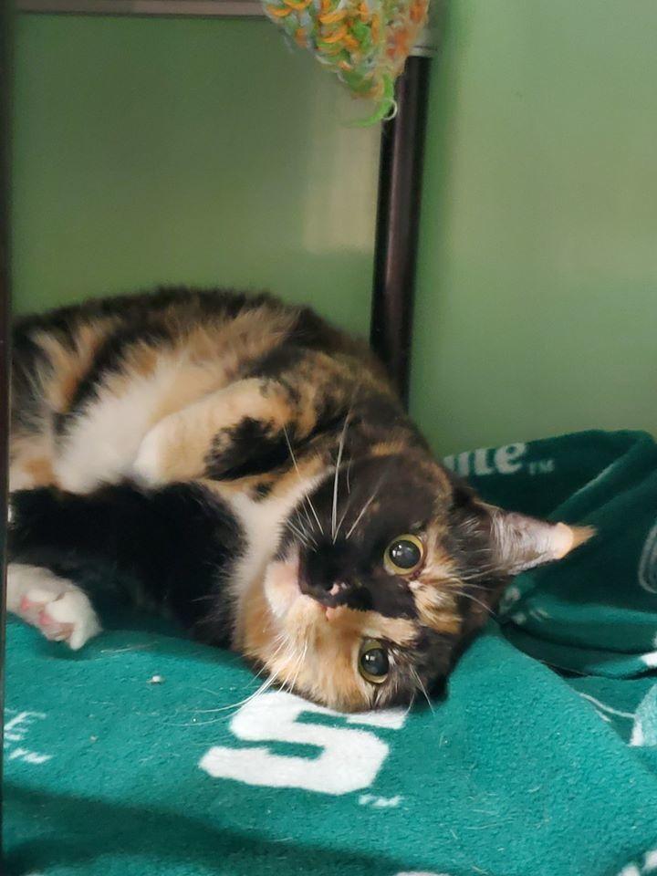 Enlarge Luna, a Adoptable mixed breed in Mishawaka, IN image 4/4