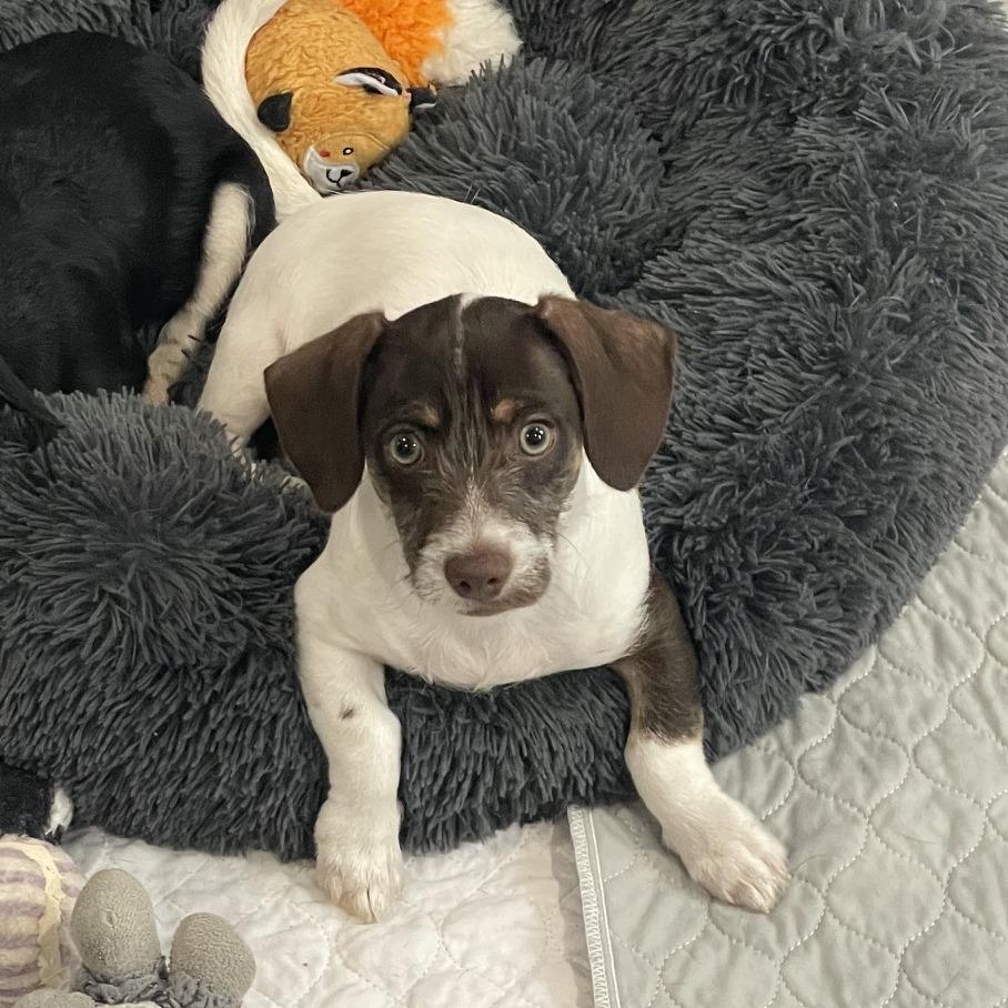 Woody, Adoptable, Puppy Male Terrier & Mixed Breed.