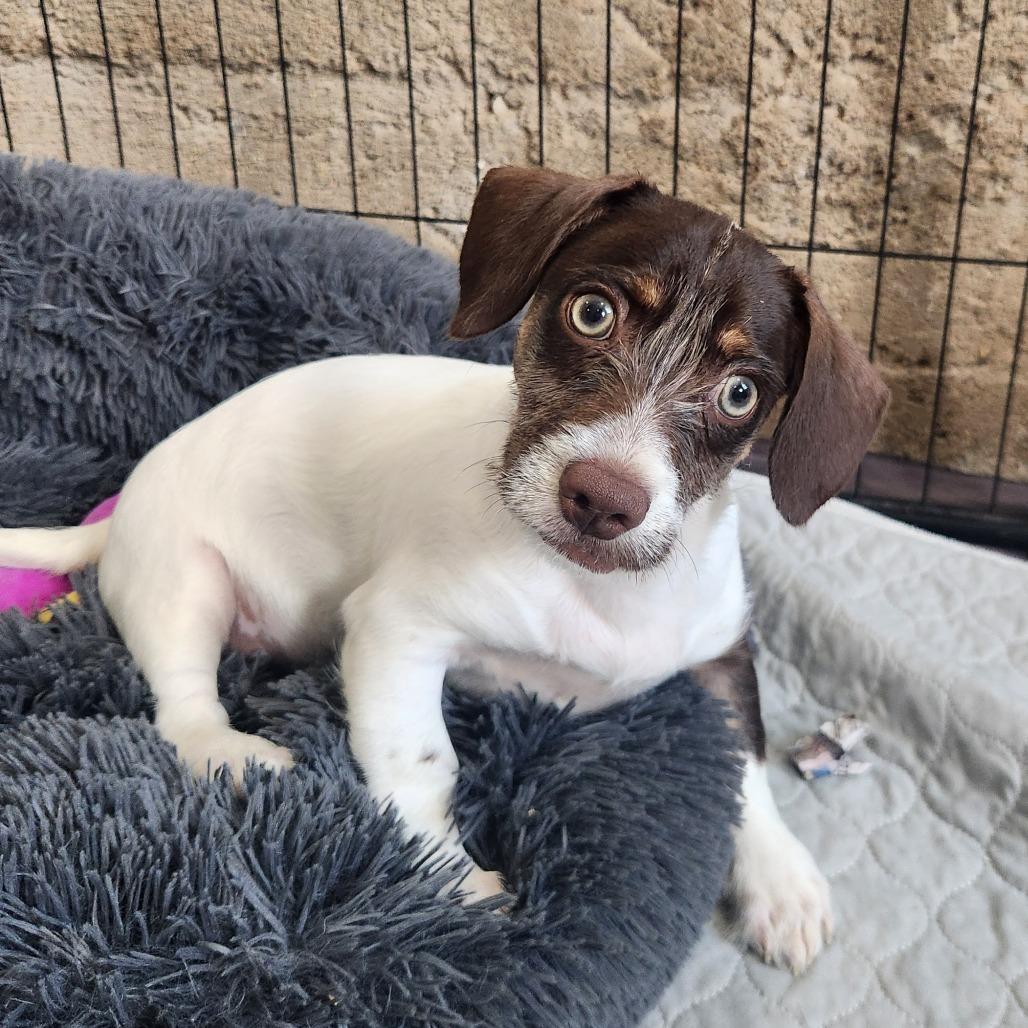 Woody, a Adoptable mixed breed in Prescott, AZ image 2/6