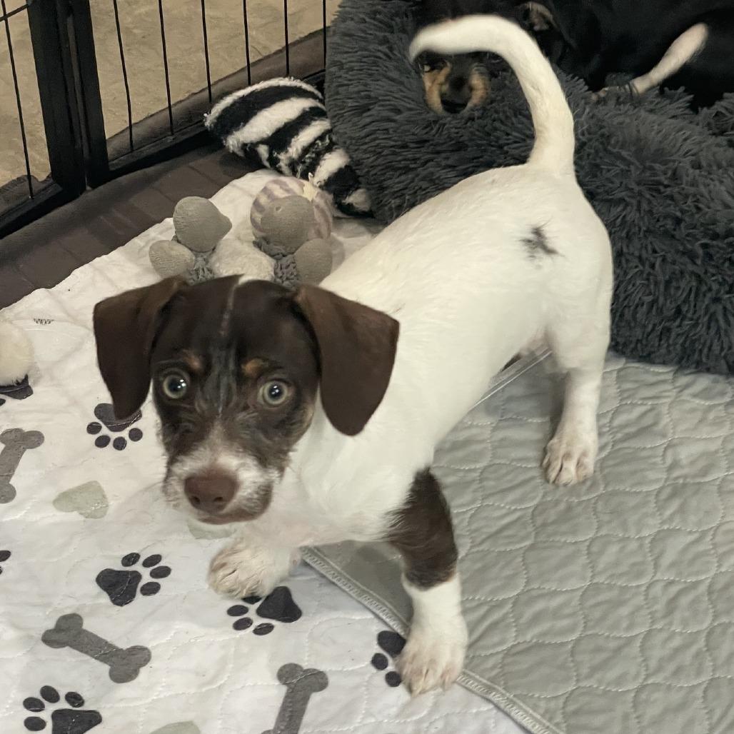 Woody, a Adoptable mixed breed in Prescott, AZ image 3/6
