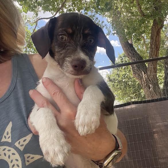 Woody, a Adoptable mixed breed in Prescott, AZ image 4/6