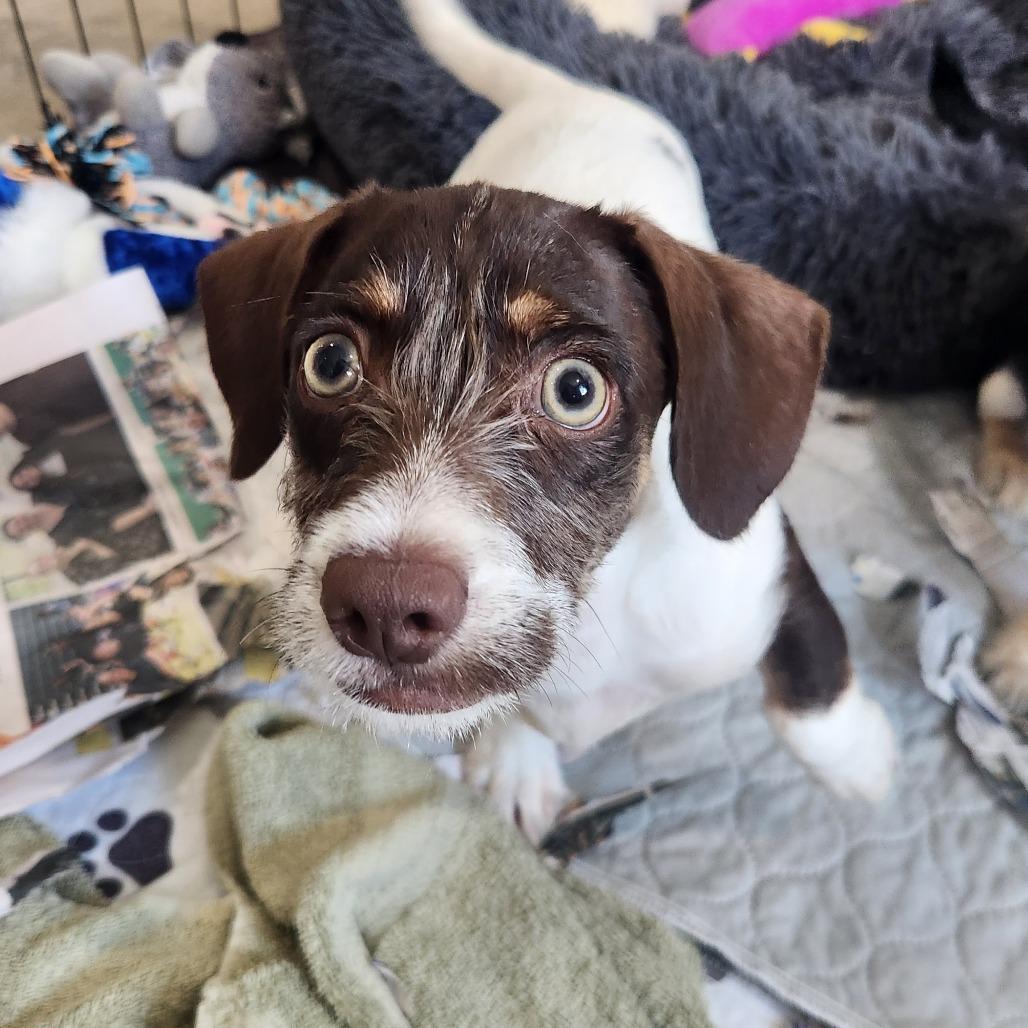 Woody, a Adoptable mixed breed in Prescott, AZ image 5/6