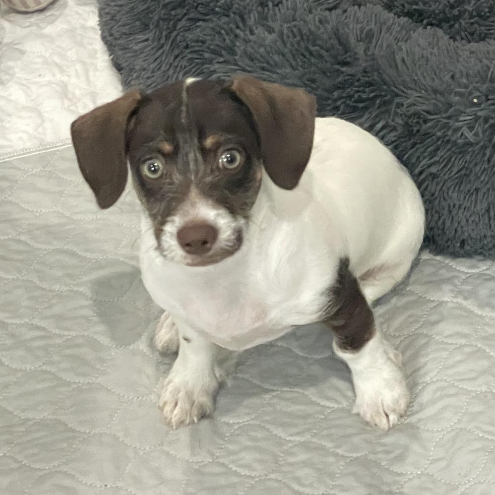 Woody, a Adoptable mixed breed in Prescott, AZ image 6/6