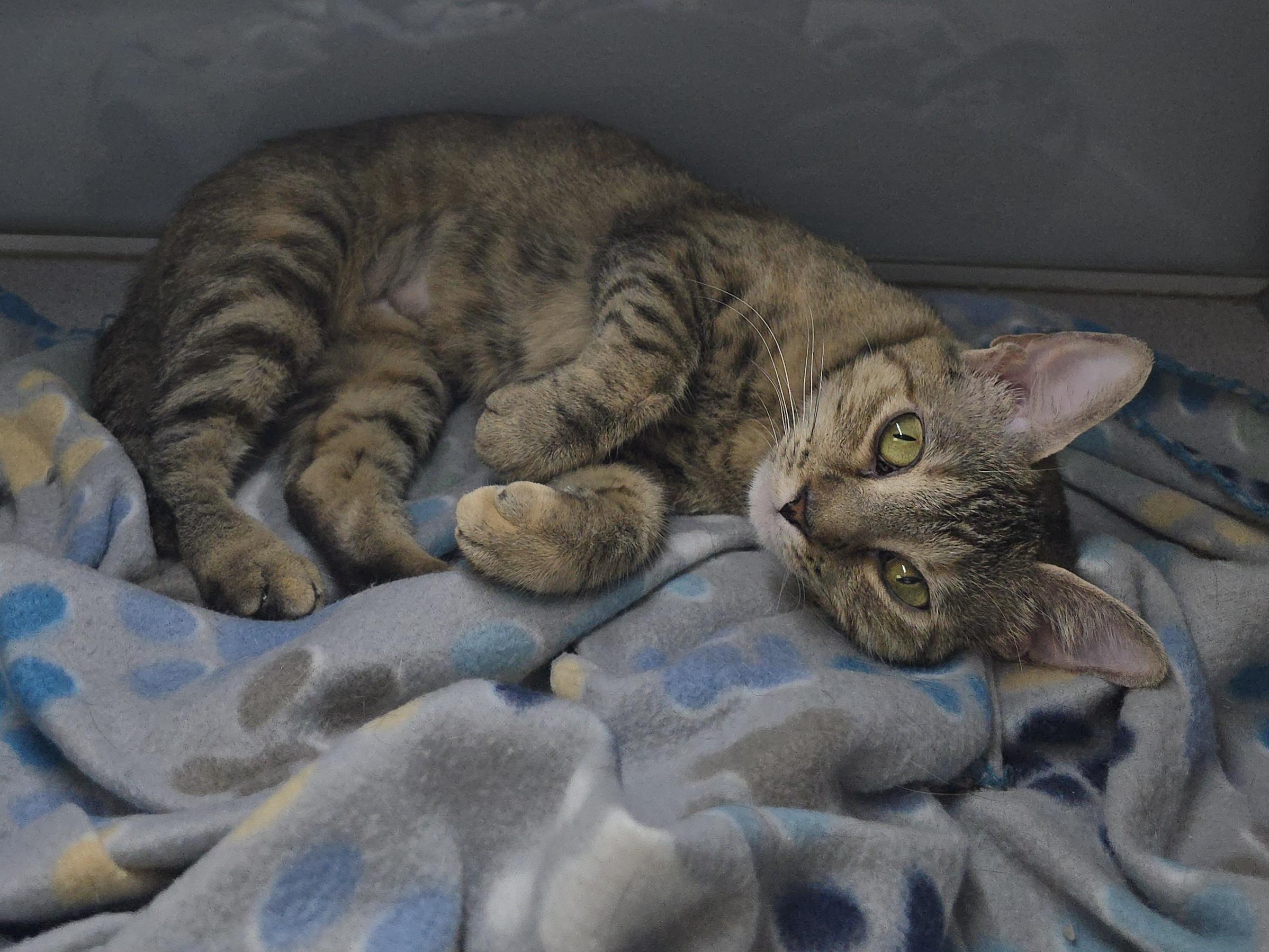 Squirrel, an adoptable Domestic Short Hair in Canon City, CO, 81212 | Photo Image 1