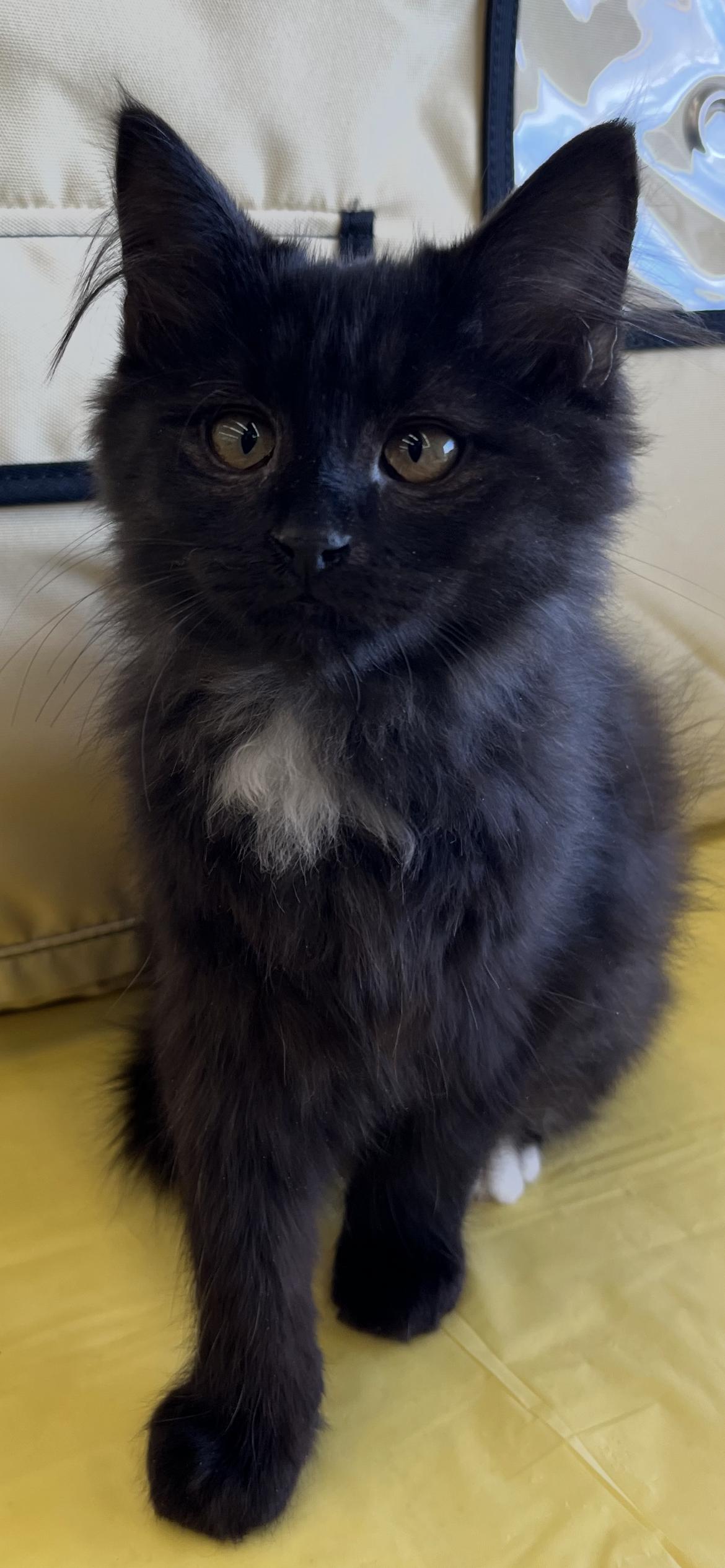 Enlarge Rumor, an adopted Domestic Long Hair in Connelly Springs, NC image 3/5