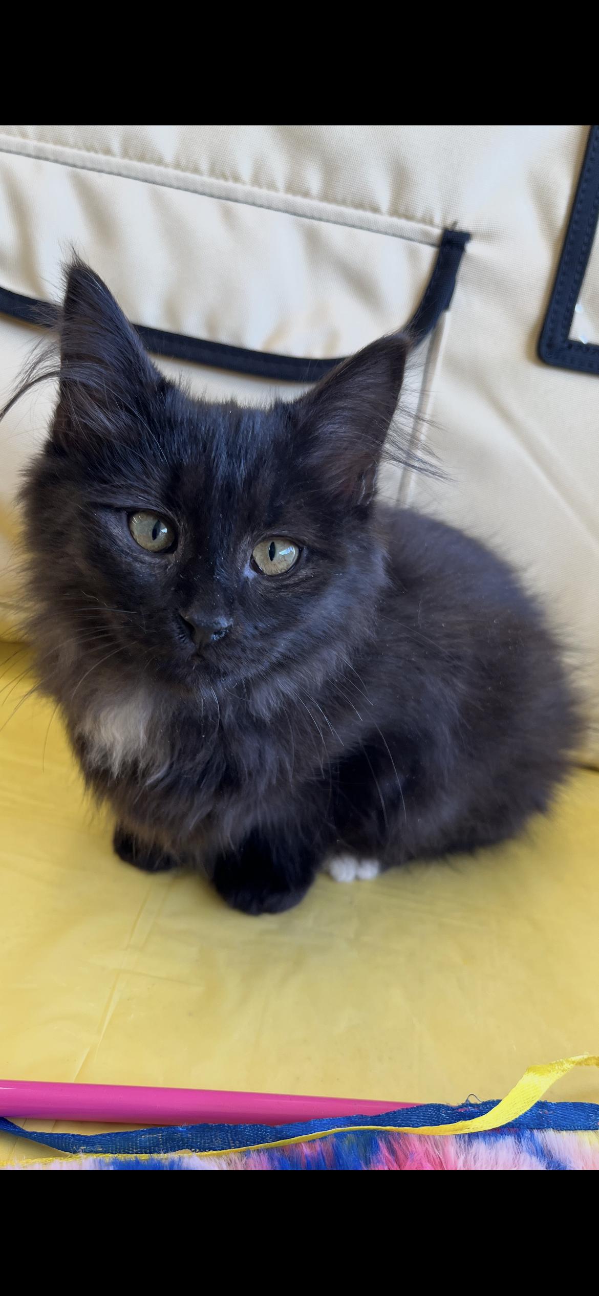 Enlarge Rumor, an adopted Domestic Long Hair in Connelly Springs, NC image 5/5