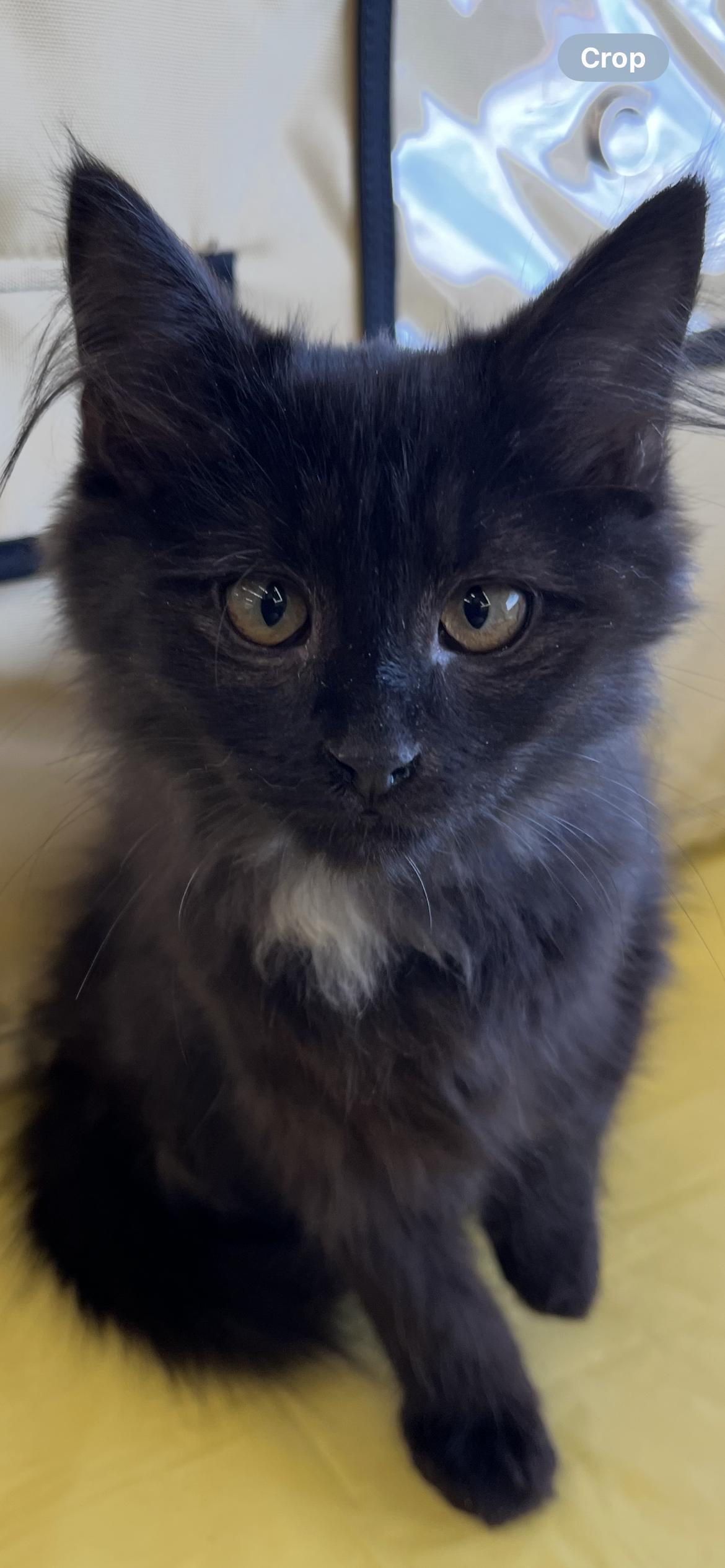 Rumor, adopted, Kitten Female Domestic Long Hair.