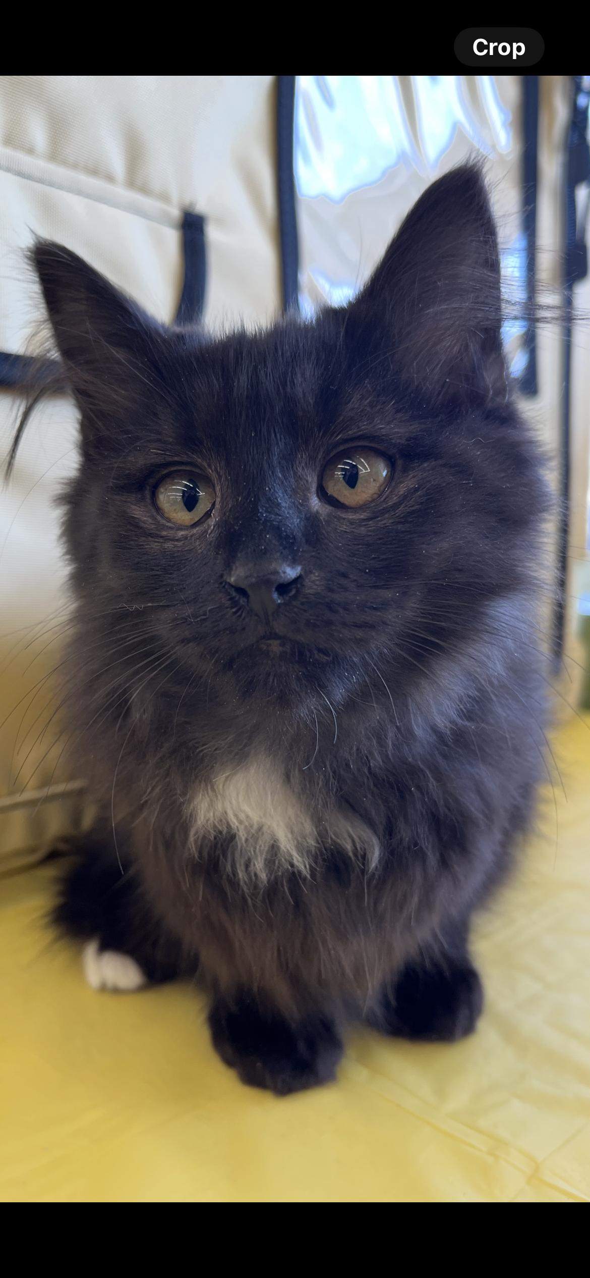 Enlarge Rumor, an adopted Domestic Long Hair in Connelly Springs, NC image 4/5