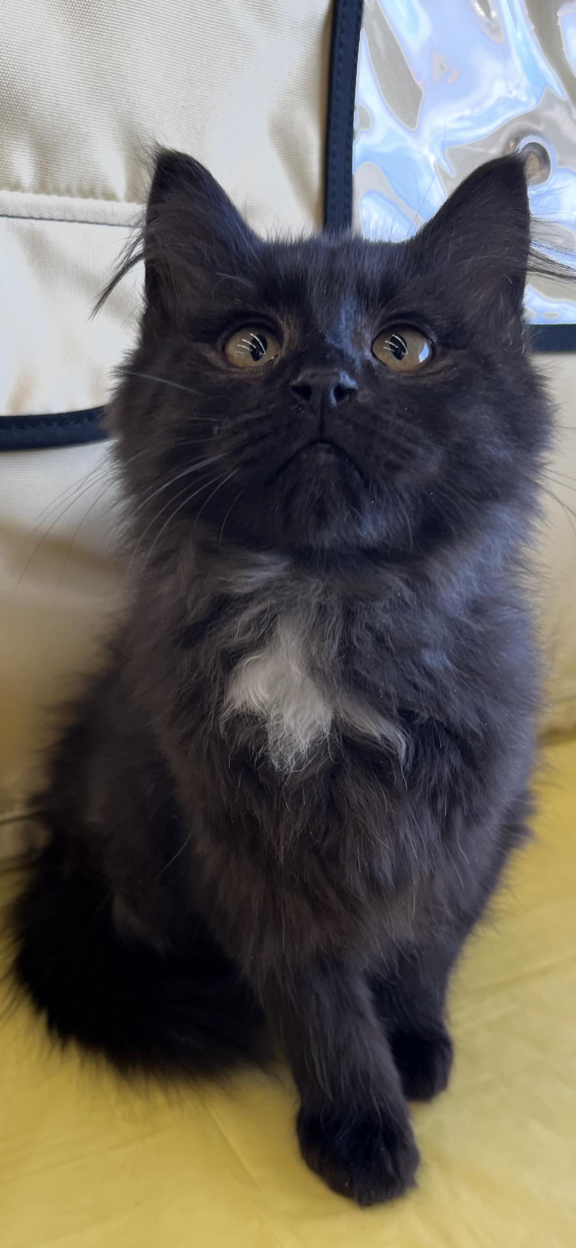 Enlarge Rumor, an adopted Domestic Long Hair in Connelly Springs, NC image 2/5