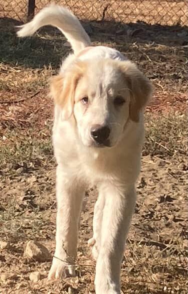 Amelia and  Derrick, adopted, Young Female Great Pyrenees.