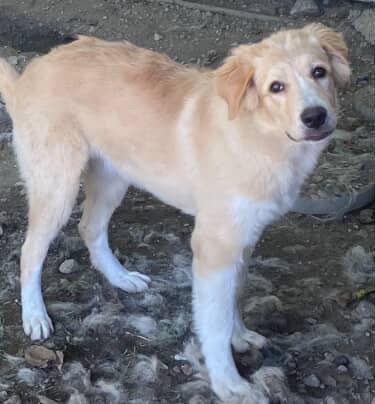 Enlarge Amelia and  Derrick, an adopted mixed breed in San Bernardino, CA image 3/3