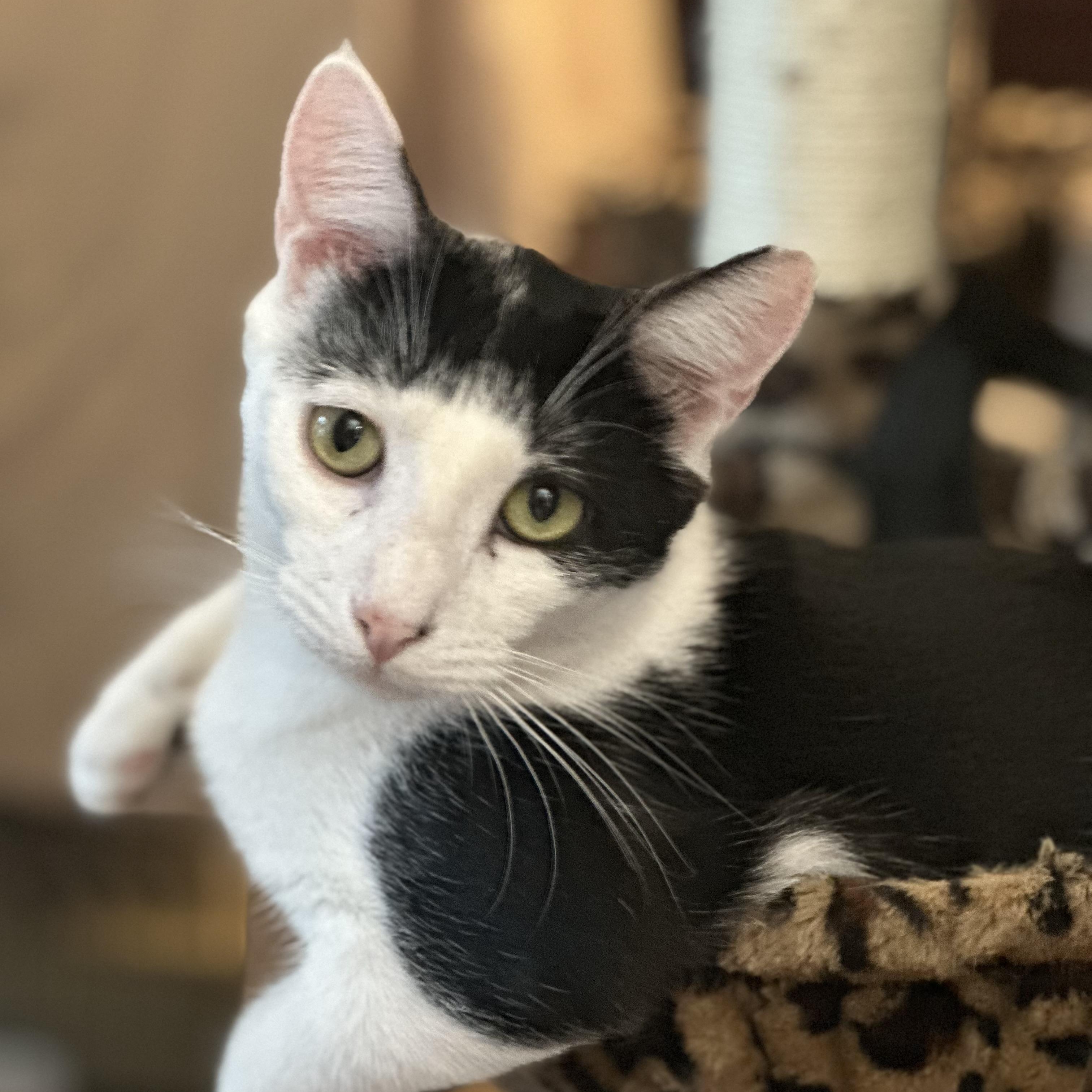 Kieran, a Adoptable Domestic Short Hair in Norfolk, VA image 1/2