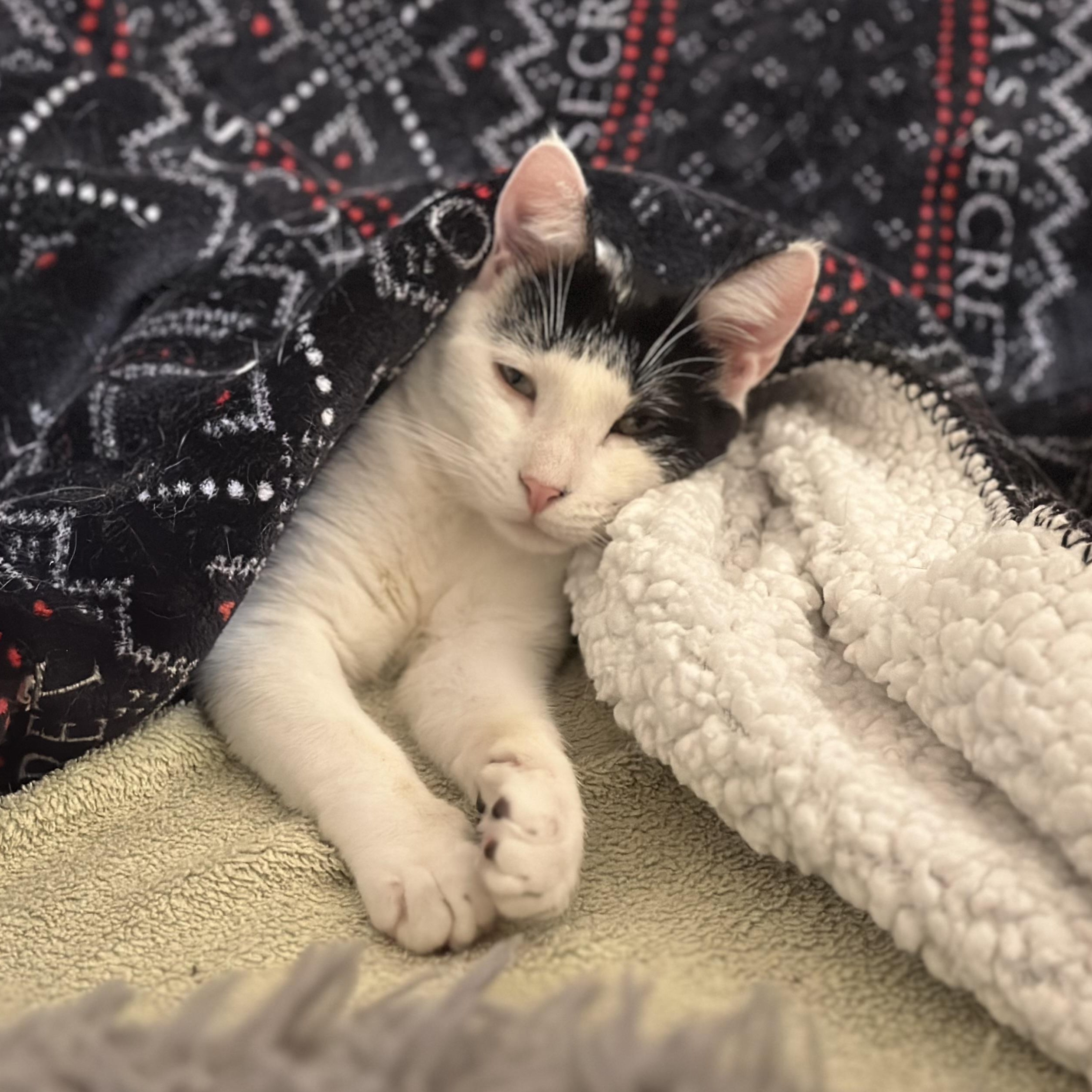 Kieran, a Adoptable Domestic Short Hair in Norfolk, VA image 2/2