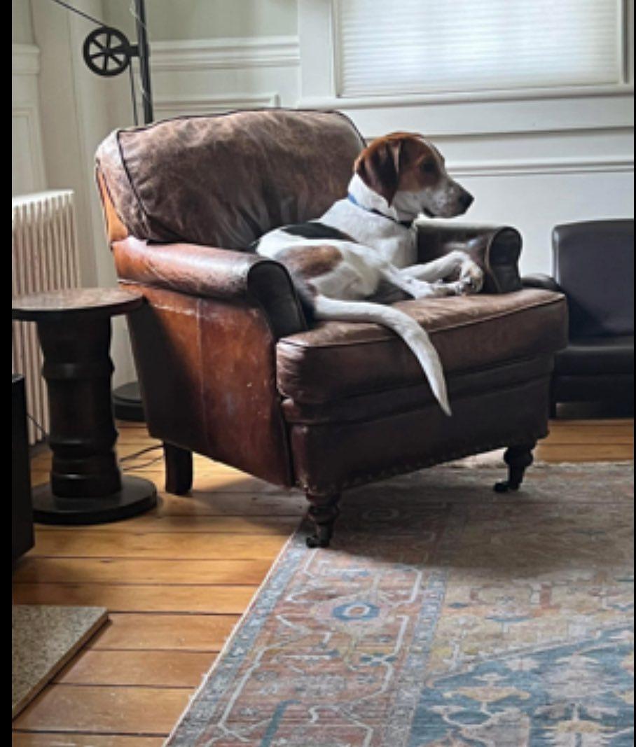 Dog for adoption Tango (adoption fee waived) an American Foxhound