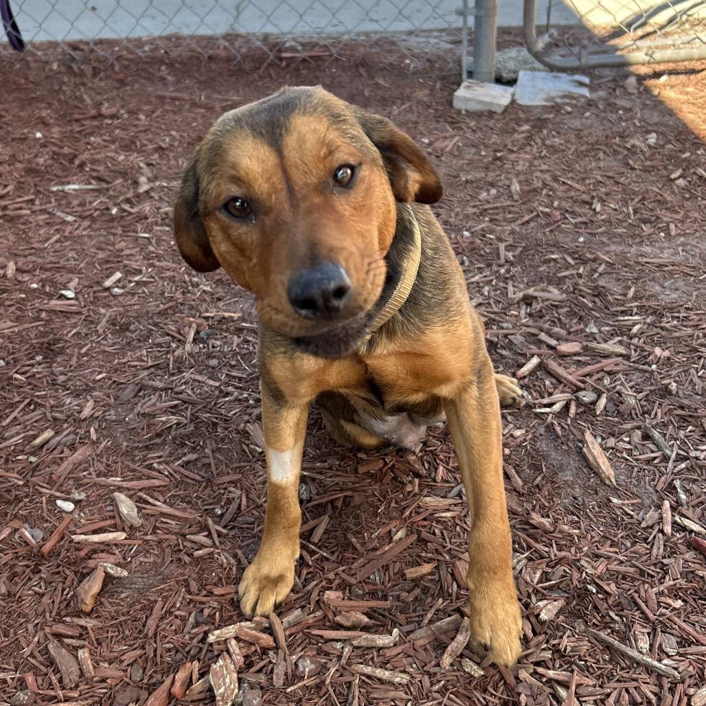 Enlarge Nugget, a Adoptable Mixed Breed in Bronson, FL image 1/2