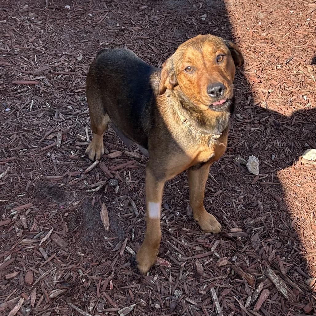 Enlarge Nugget, a Adoptable Mixed Breed in Bronson, FL image 2/2
