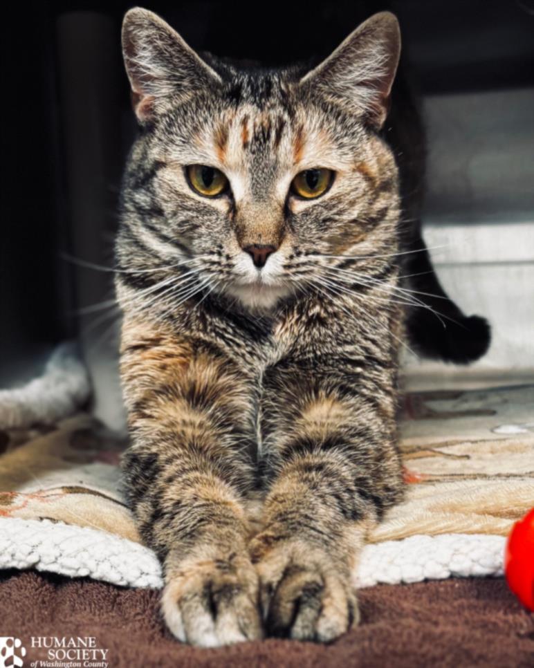 ELIA, Adoptable, Young Female Domestic Short Hair.