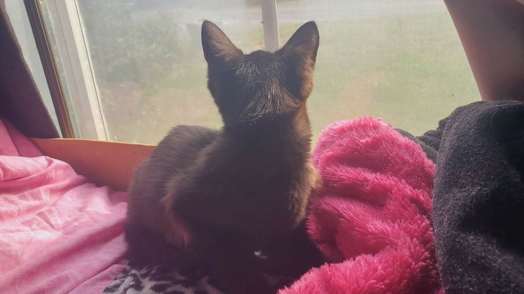 Enlarge Bruno, a Adoptable Domestic Short Hair in Marion, NC image 8/10