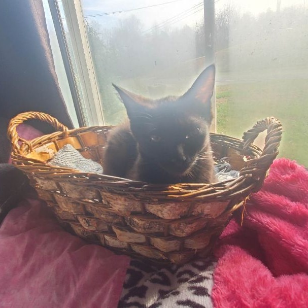 Enlarge Bruno, a Adoptable Domestic Short Hair in Marion, NC image 7/10