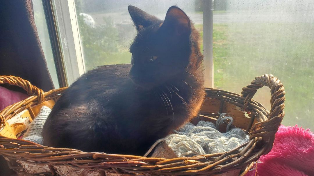 Enlarge Bruno, a Adoptable Domestic Short Hair in Marion, NC image 9/10