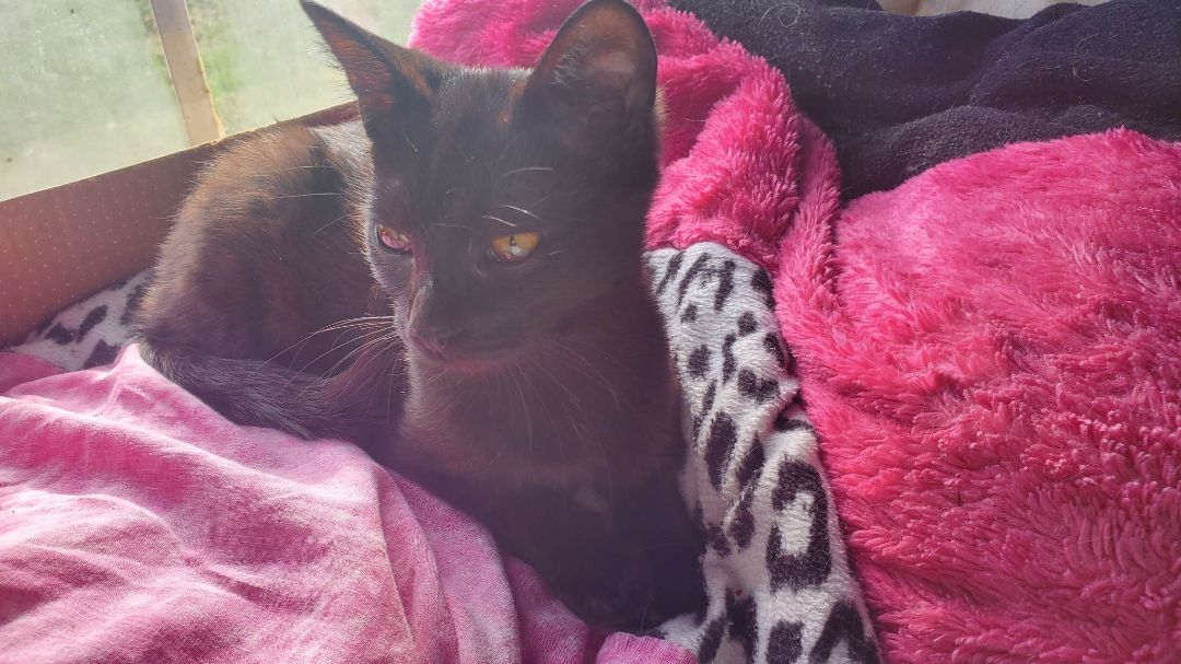 Enlarge Bruno, a Adoptable Domestic Short Hair in Marion, NC image 10/10