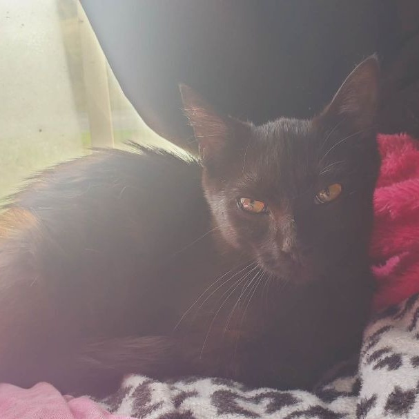 Bruno, a Adoptable Domestic Short Hair in Marion, NC image 1/10