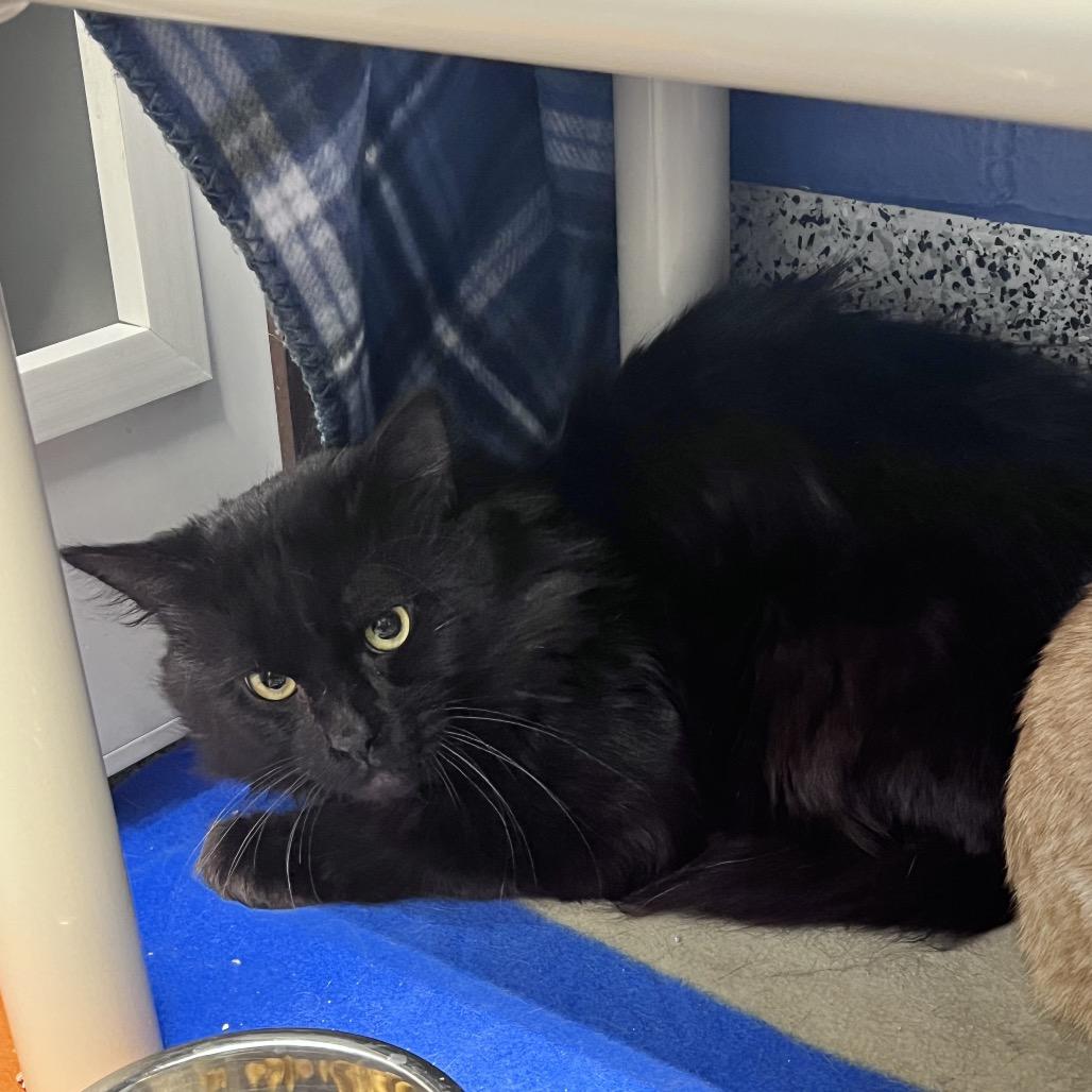 Enlarge Norman, a Adoptable Domestic Short Hair in Mentor, OH image 1/1