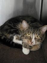 Tape, Adoptable, Adult Male Domestic Short Hair.