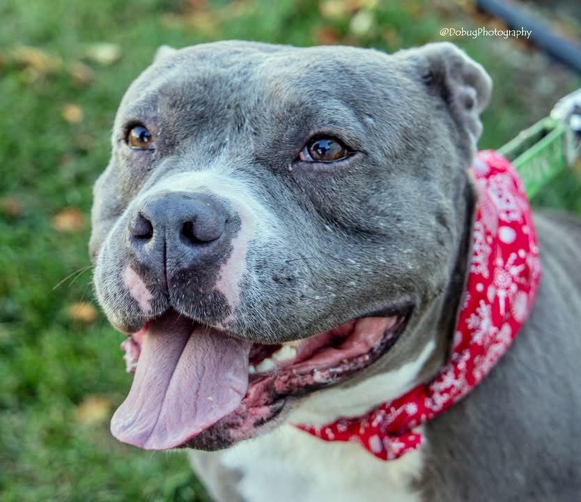 Angelina AKA-Angel, Adoptable, Adult Female Pit Bull Terrier.