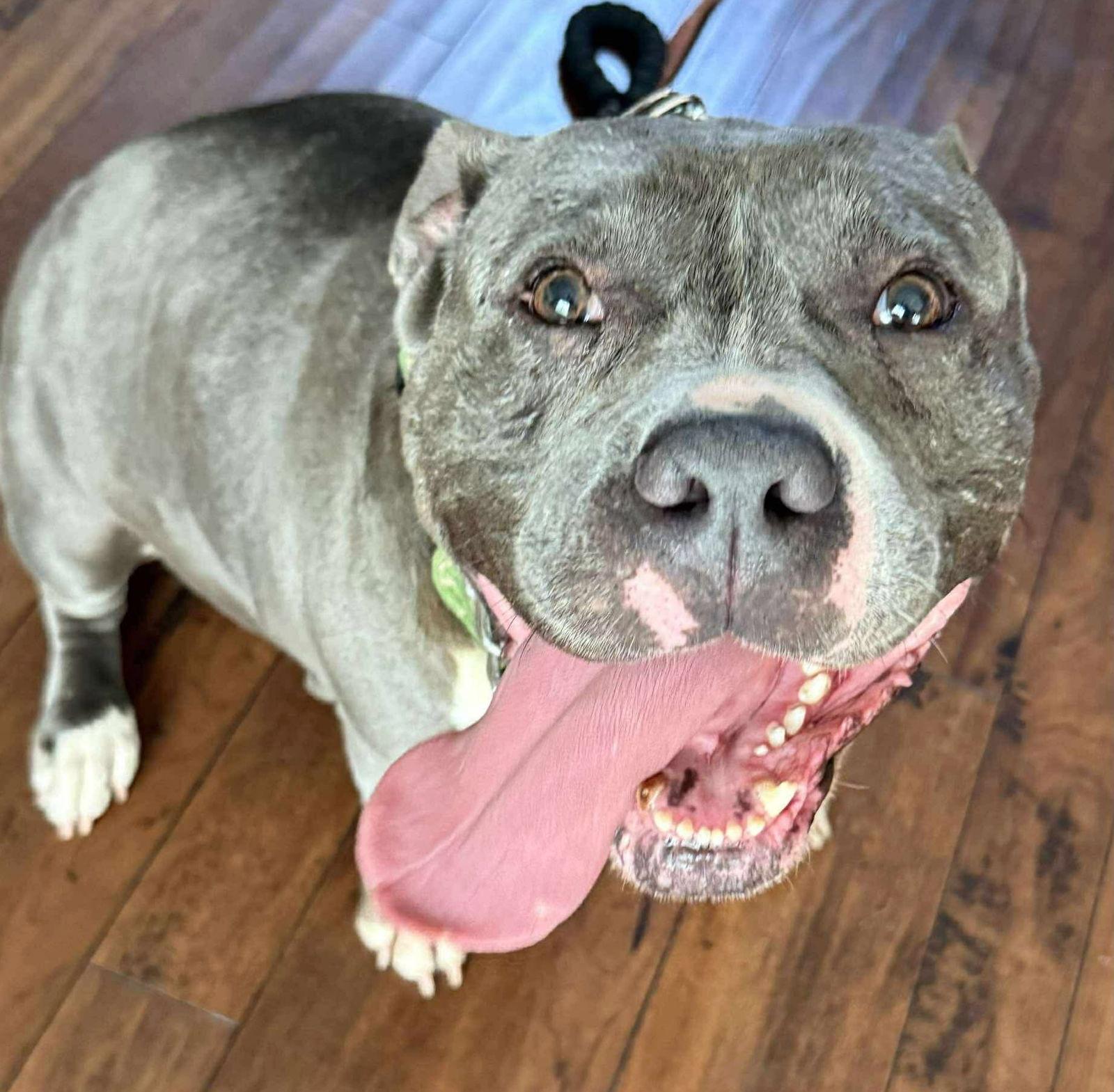 Angelina AKA-Angel, Adoptable, Adult Female Pit Bull Terrier.