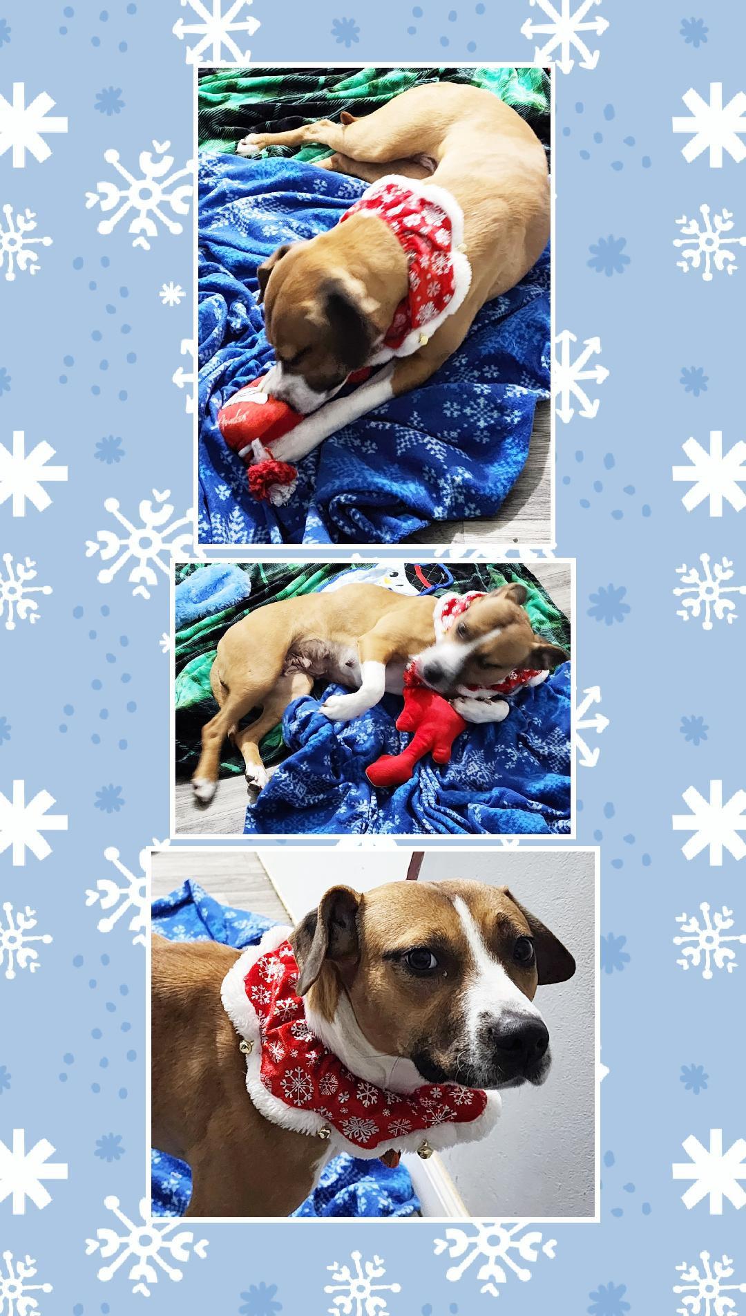 Enlarge Zara, a Adoptable mixed breed in Lake Geneva, WI image 6/6