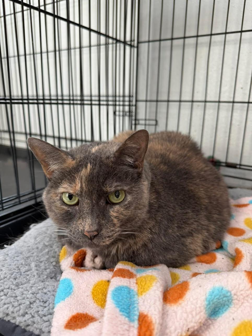 Gypsy, adopted, Adult Female Tortoiseshell.