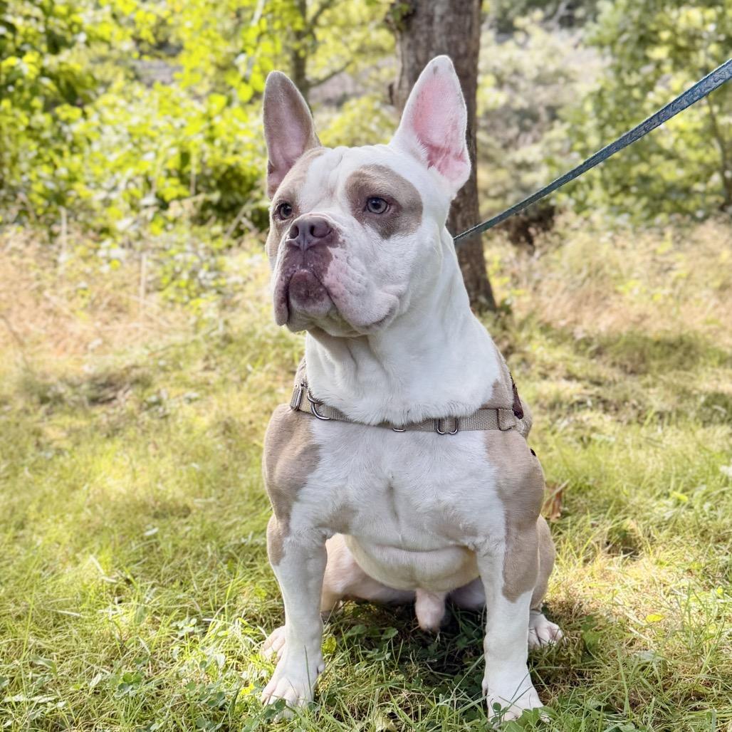 Gargoyle, Adoptable, Adult Male English Bulldog & Mixed Breed.