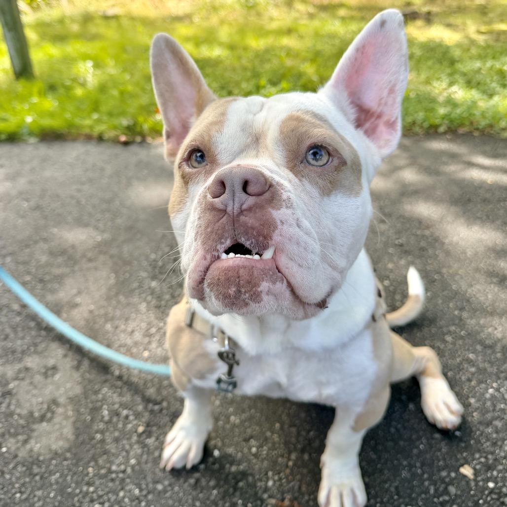 Enlarge Gargoyle, a Adoptable mixed breed in East Hampton, NY image 2/6