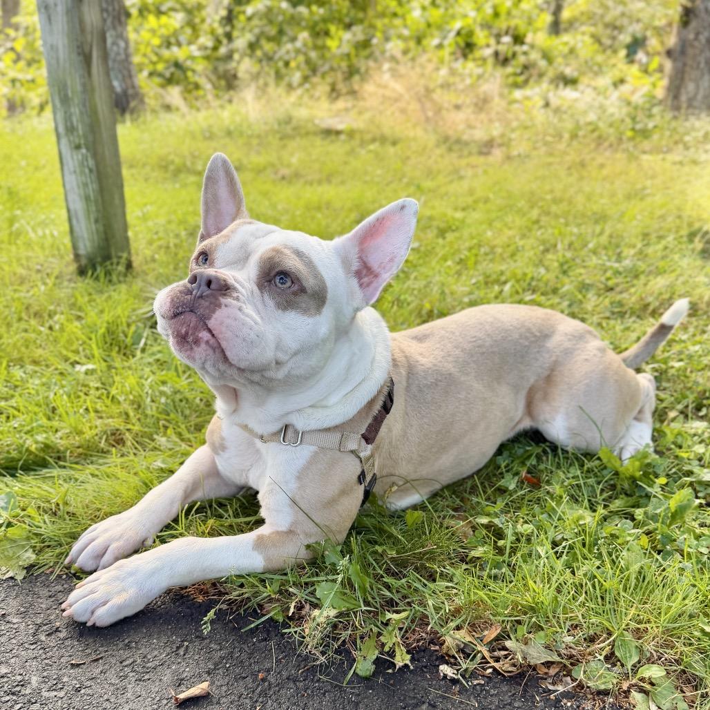 Enlarge Gargoyle, a Adoptable mixed breed in East Hampton, NY image 3/6