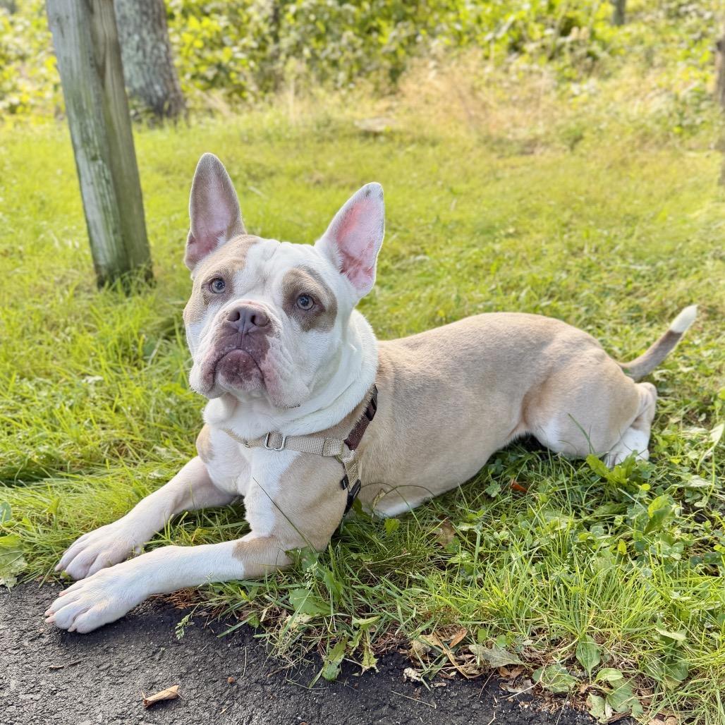 Enlarge Gargoyle, a Adoptable mixed breed in East Hampton, NY image 4/6