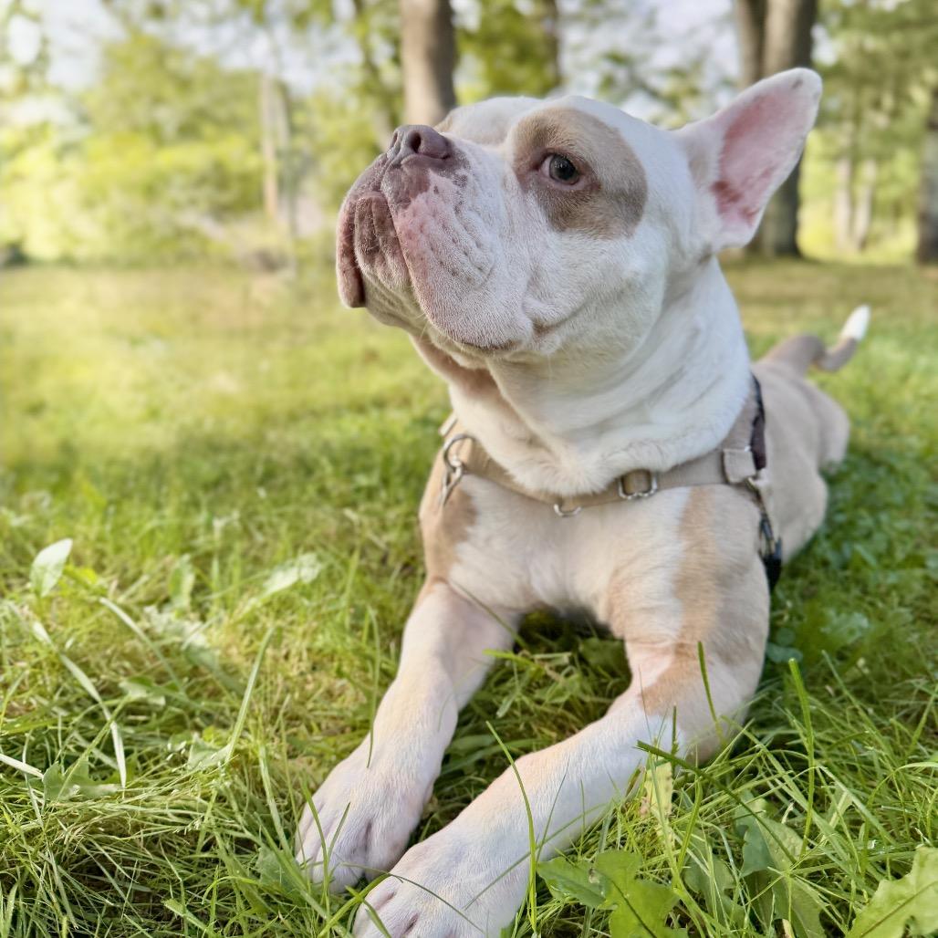 Enlarge Gargoyle, a Adoptable mixed breed in East Hampton, NY image 5/6