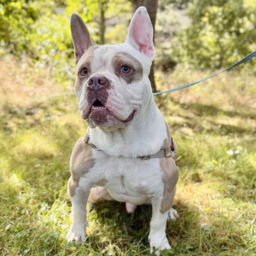 Enlarge Gargoyle, a Adoptable mixed breed in East Hampton, NY image 6/6