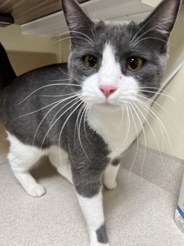 Manny, Adoptable, Adult Male Domestic Short Hair.