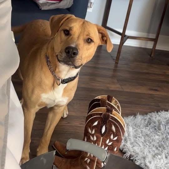 Will, a Adoptable Labrador Retriever image 1/6