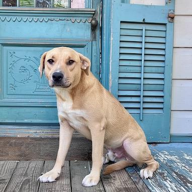 Will, a Adoptable Labrador Retriever image 2/6